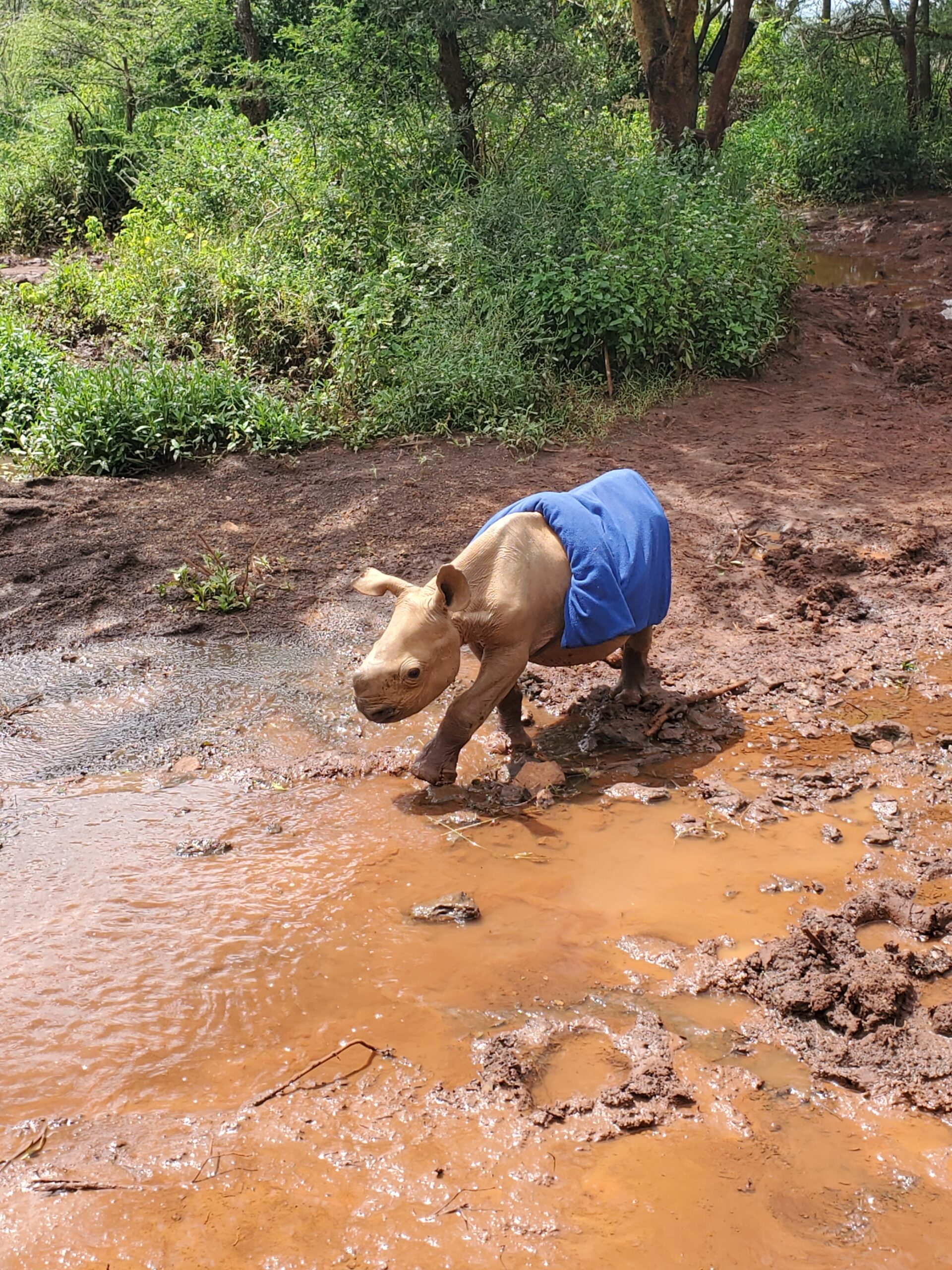 Baby Rhino