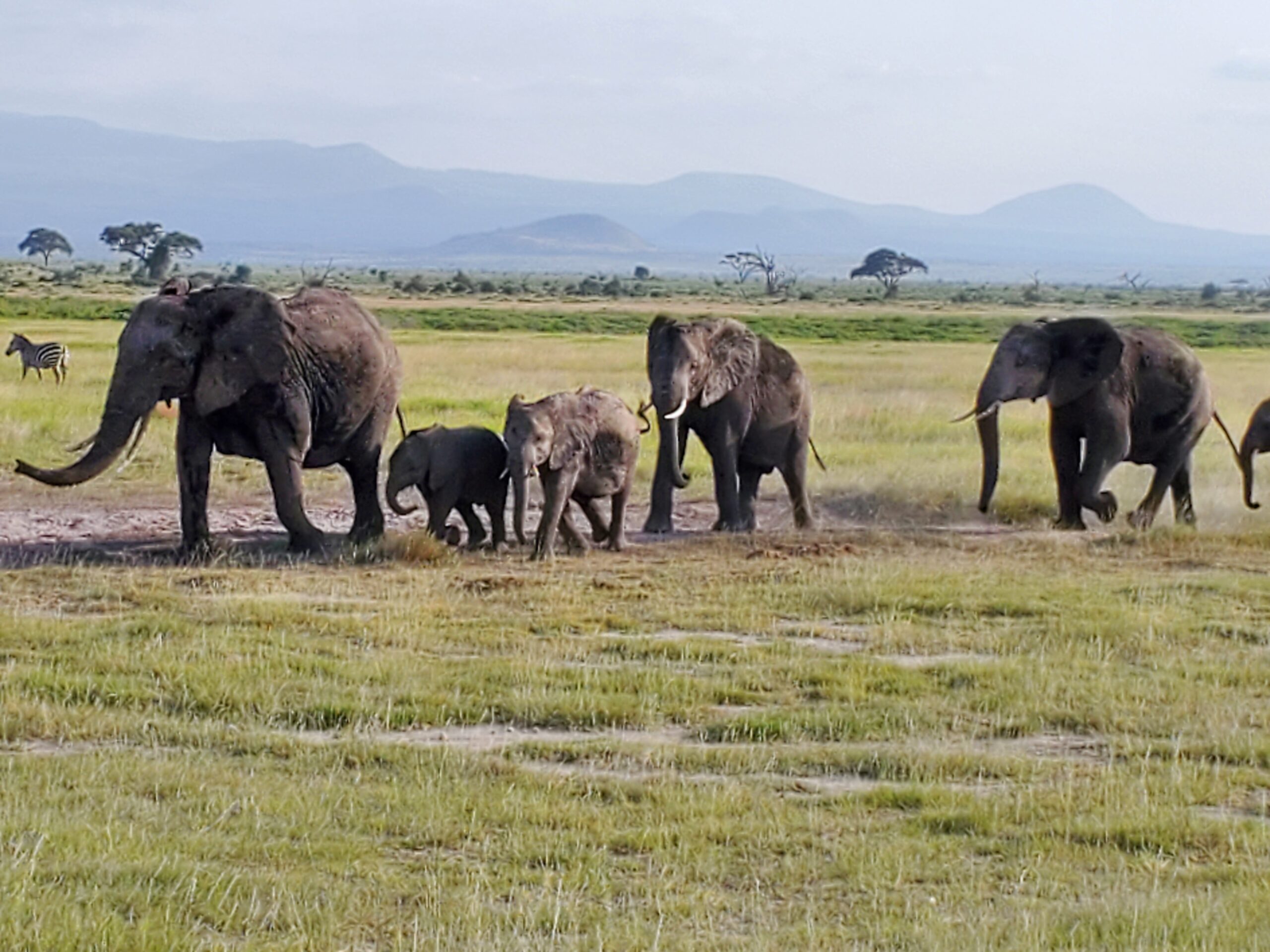 Elephants